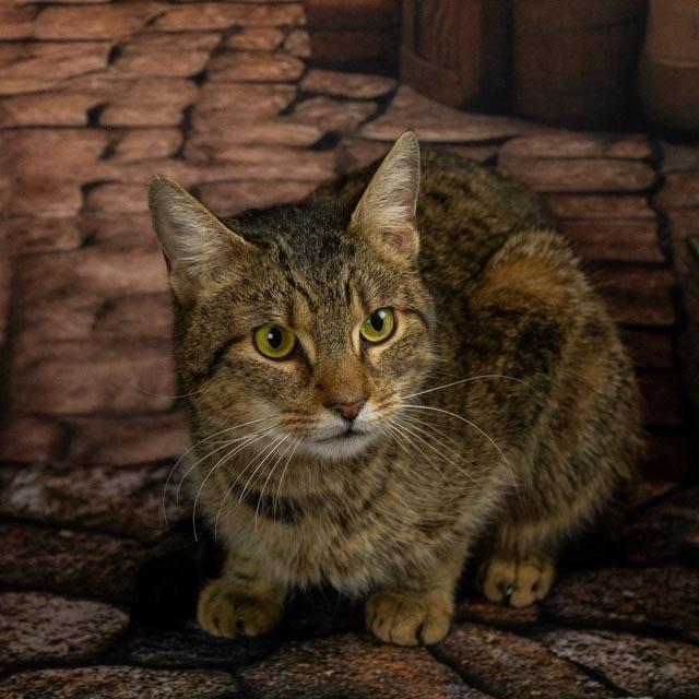 Enlarge Dolly, a ADOPTABLE Domestic Short Hair in Lapeer, MI image 4/6