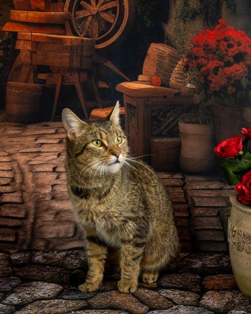 Enlarge Dolly, a ADOPTABLE Domestic Short Hair in Lapeer, MI image 1/6