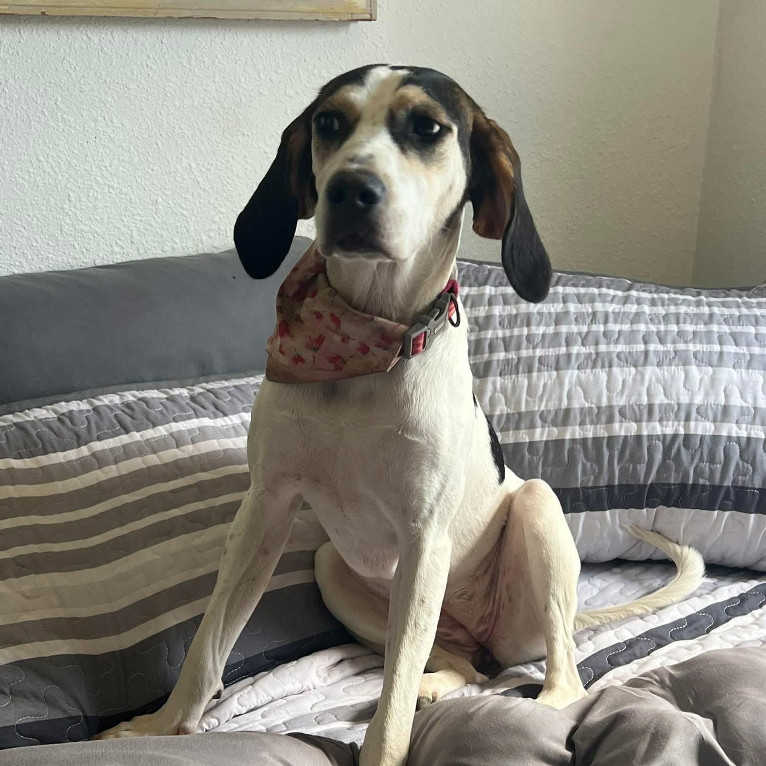 Jazzy, Adoptable, Adult Female Hound.