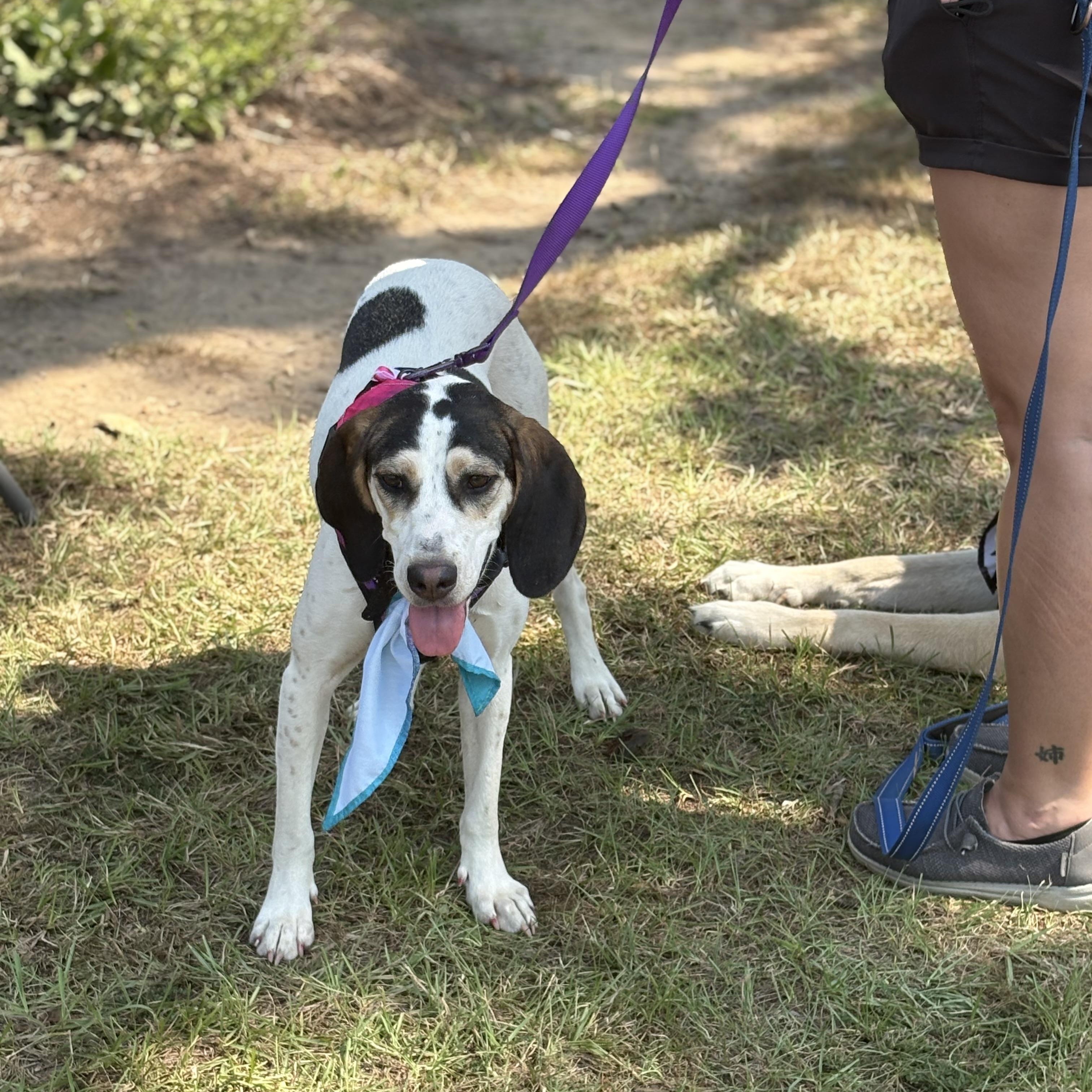 Jazzy, a Adoptable mixed breed in Brewton, AL image 2/6