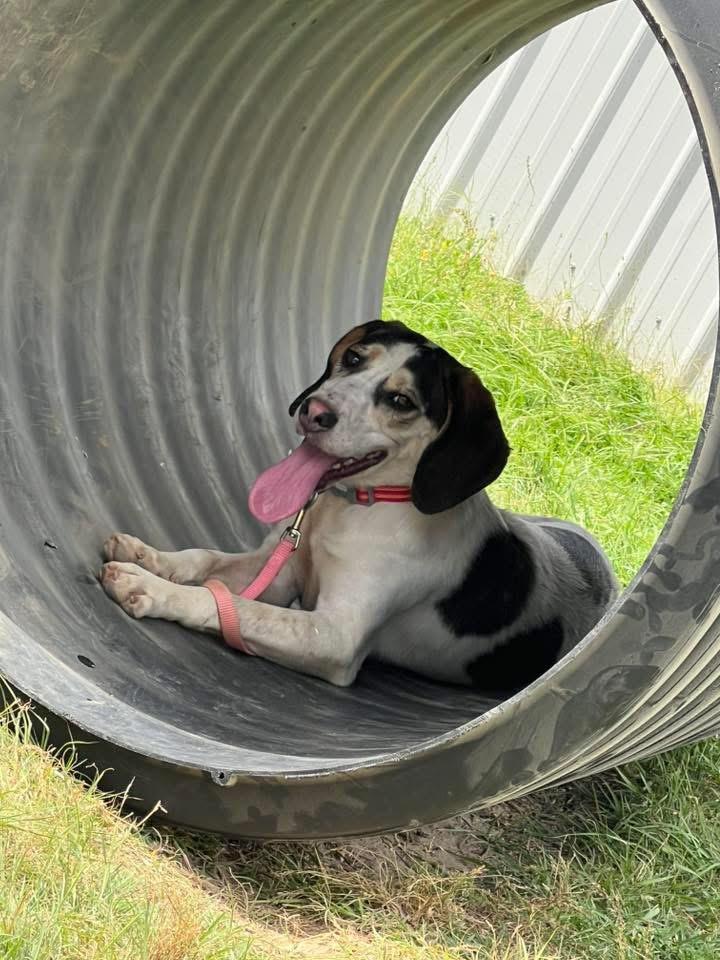 Jazzy, a Adoptable mixed breed in Brewton, AL image 5/6