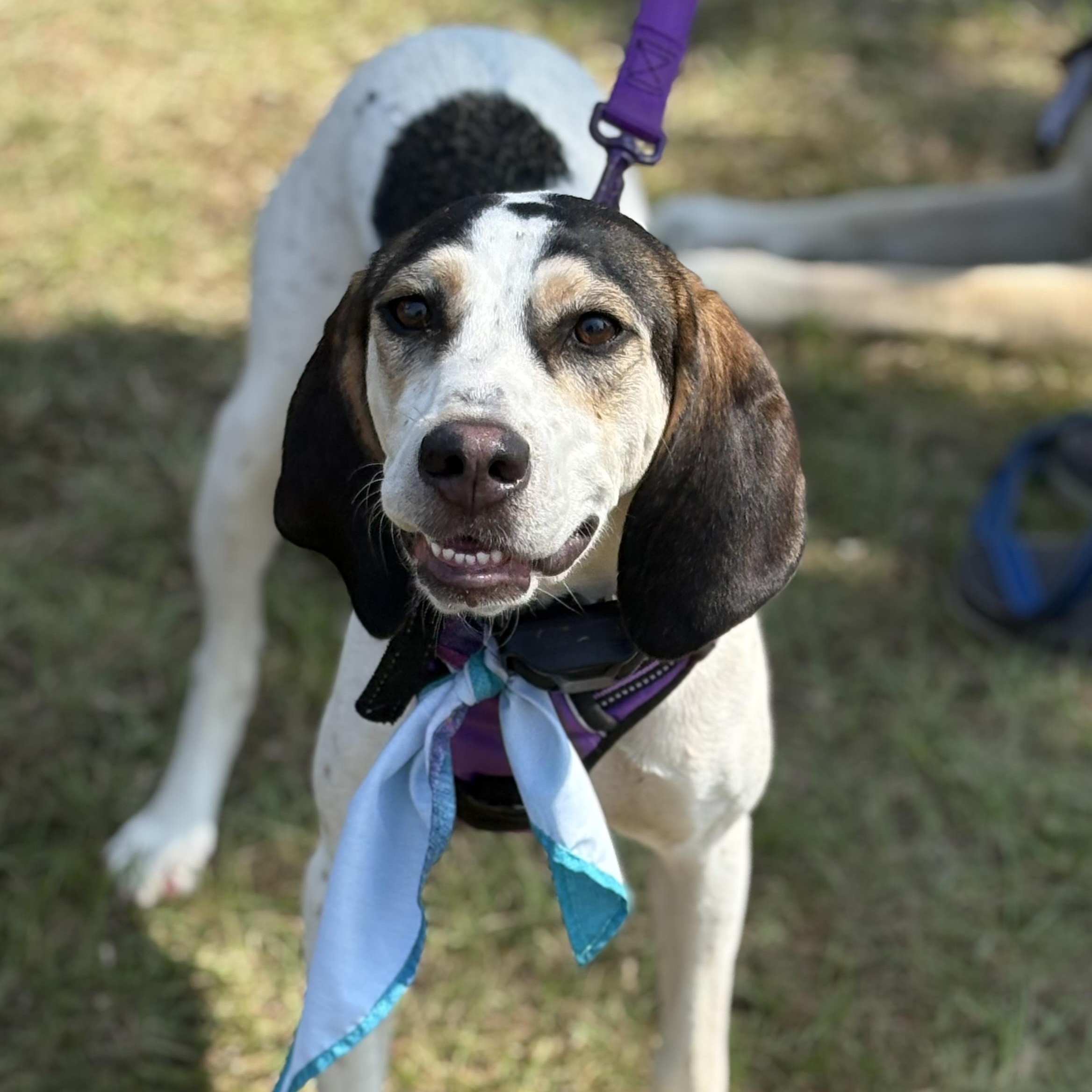 Jazzy, a Adoptable mixed breed in Brewton, AL image 3/6