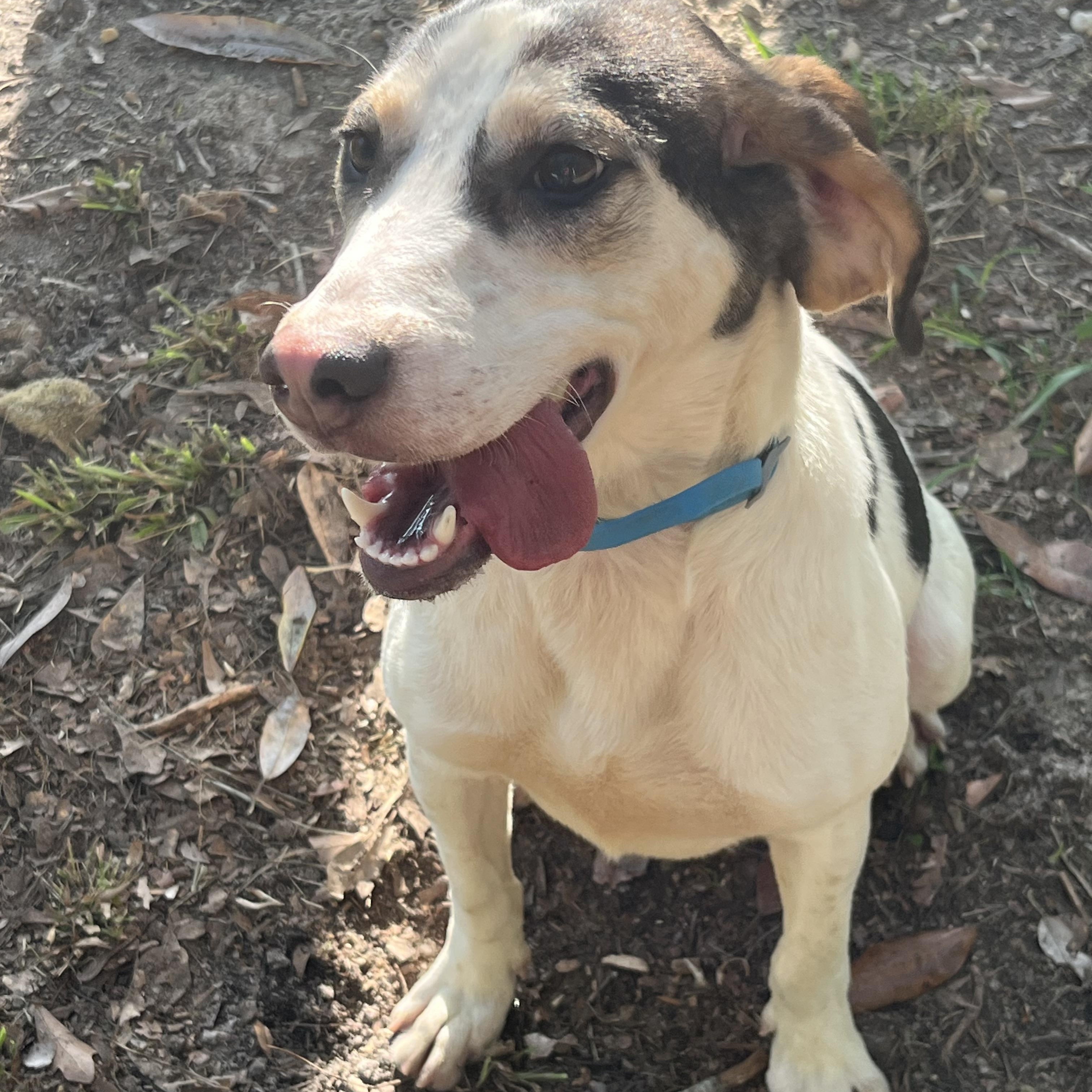 Jazzy, a Adoptable mixed breed in Brewton, AL image 6/6