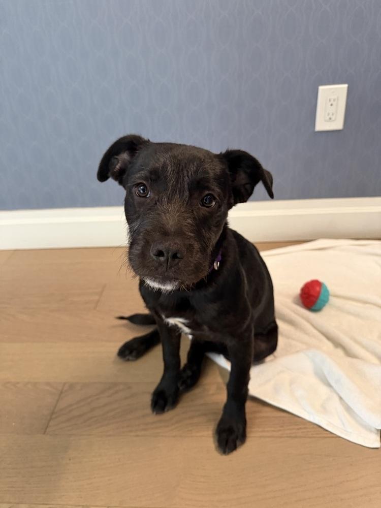 Steve, a Adoptable mixed breed in Manhattan, NY image 1/3