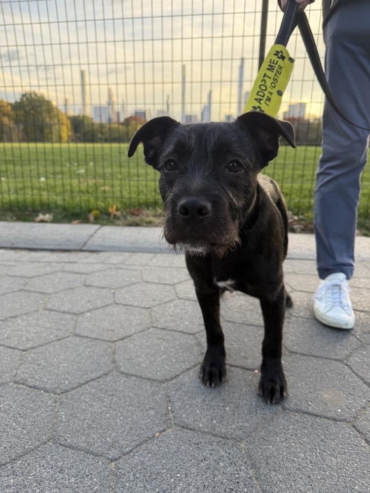 Steve, a Adoptable mixed breed in Manhattan, NY image 2/3