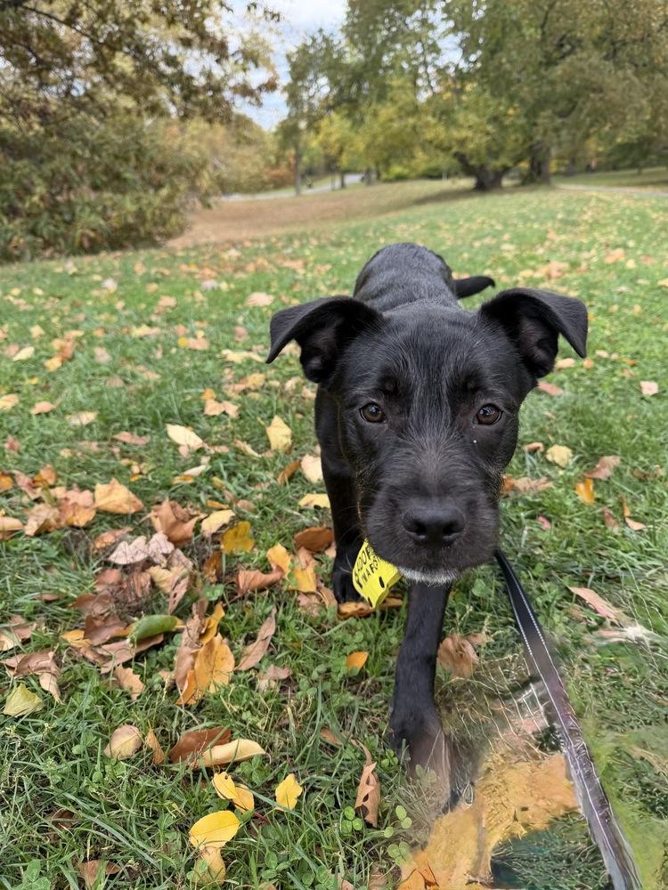 Steve, a Adoptable mixed breed in Manhattan, NY image 3/3