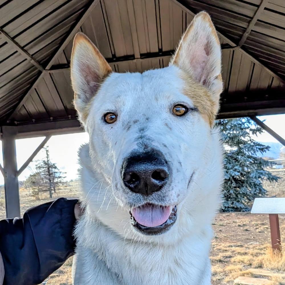 Enlarge Hotshot - In Foster, Shy and super Sweet!, a Adoptable Mixed Breed in Flagstaff, AZ image 1/6