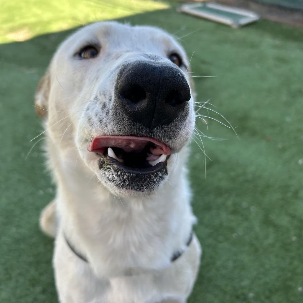 Hotshot - In Foster!, Adoptable, Adult Male Mixed Breed.