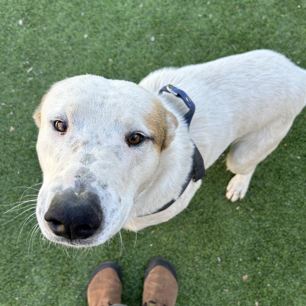 Enlarge Hotshot - In Foster, Shy and super Sweet!, a Adoptable Mixed Breed in Flagstaff, AZ image 3/6