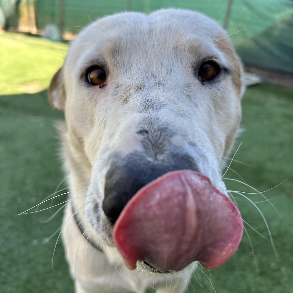 Enlarge Hotshot - In Foster, Shy and super Sweet!, a Adoptable Mixed Breed in Flagstaff, AZ image 4/6