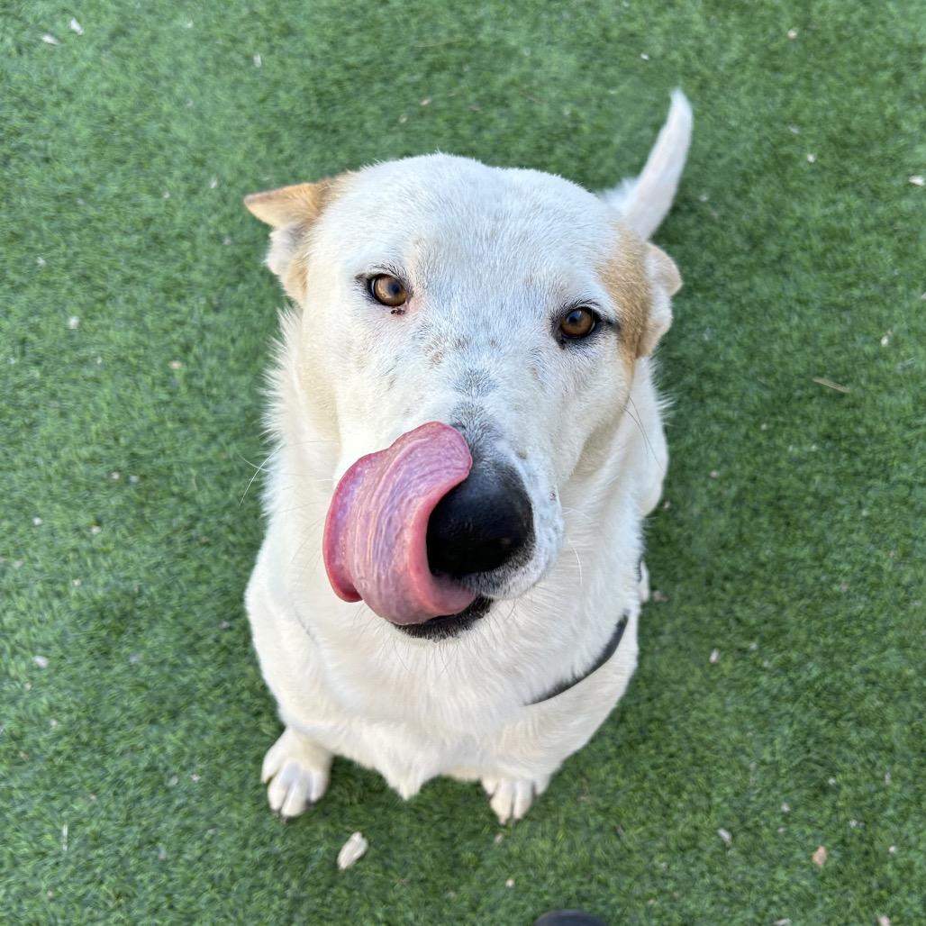 Enlarge Hotshot - In Foster, Shy and super Sweet!, a Adoptable Mixed Breed in Flagstaff, AZ image 6/6