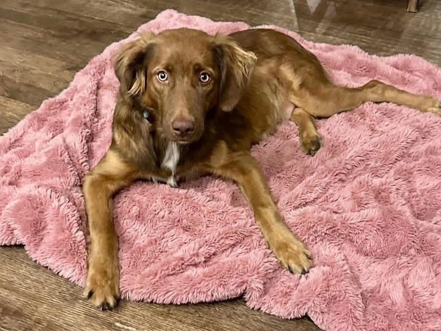 Enlarge Kallie, a Adoptable mixed breed in Rockwall, TX image 1/5