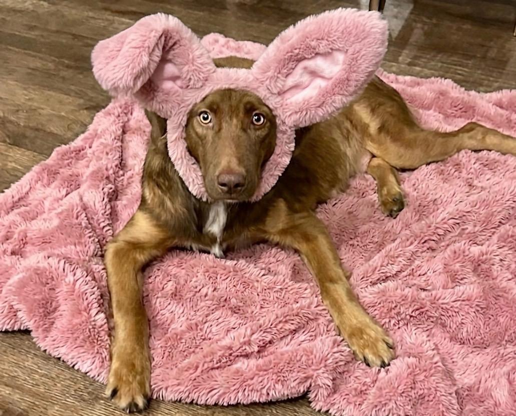 Enlarge Kallie, a Adoptable mixed breed in Rockwall, TX image 2/5