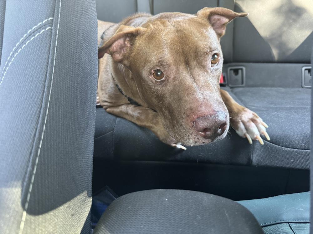 Enlarge Zeus, a Adoptable mixed breed in Orlando, FL image 2/4