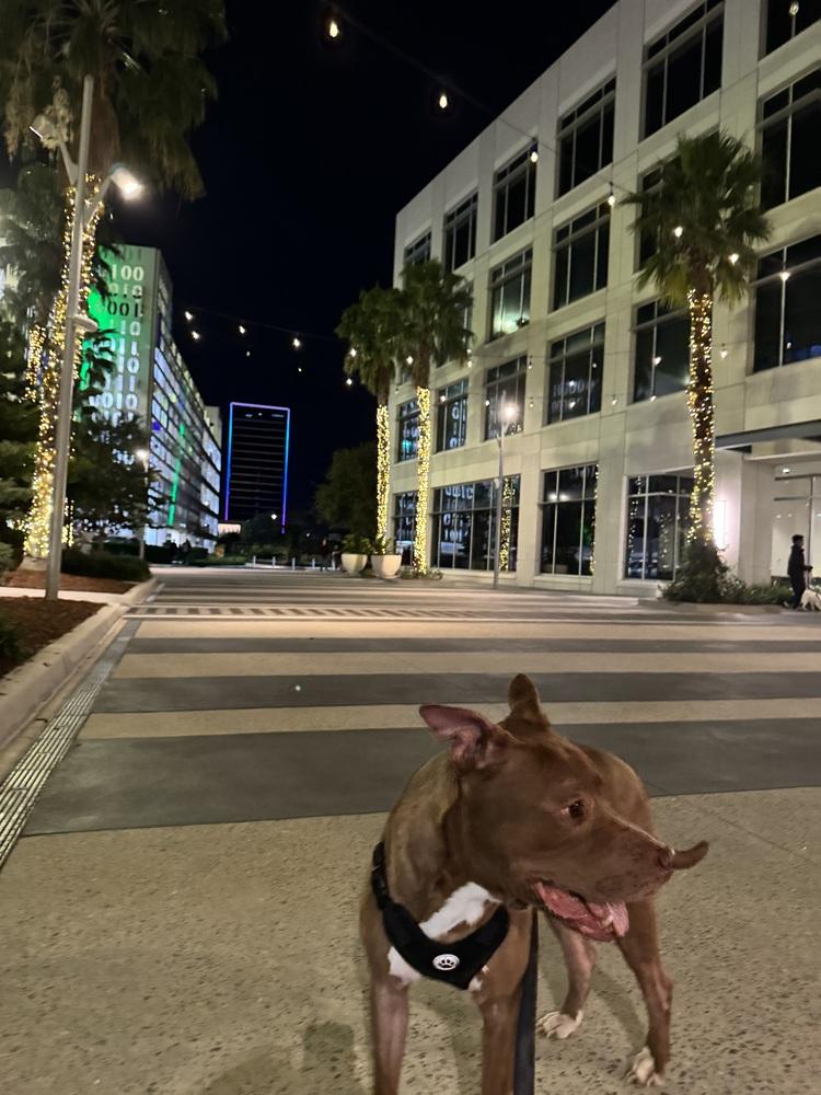 Enlarge Zeus, a Adoptable mixed breed in Orlando, FL image 3/4