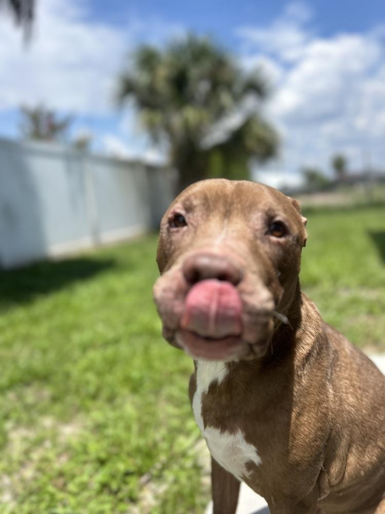 Zeus, Adoptable, Senior Male Pit Bull Terrier.