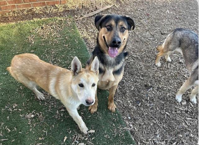 Buddy, best family boy EVER!, a ADOPTABLE mixed breed in Bonney Lake, WA image 3/6