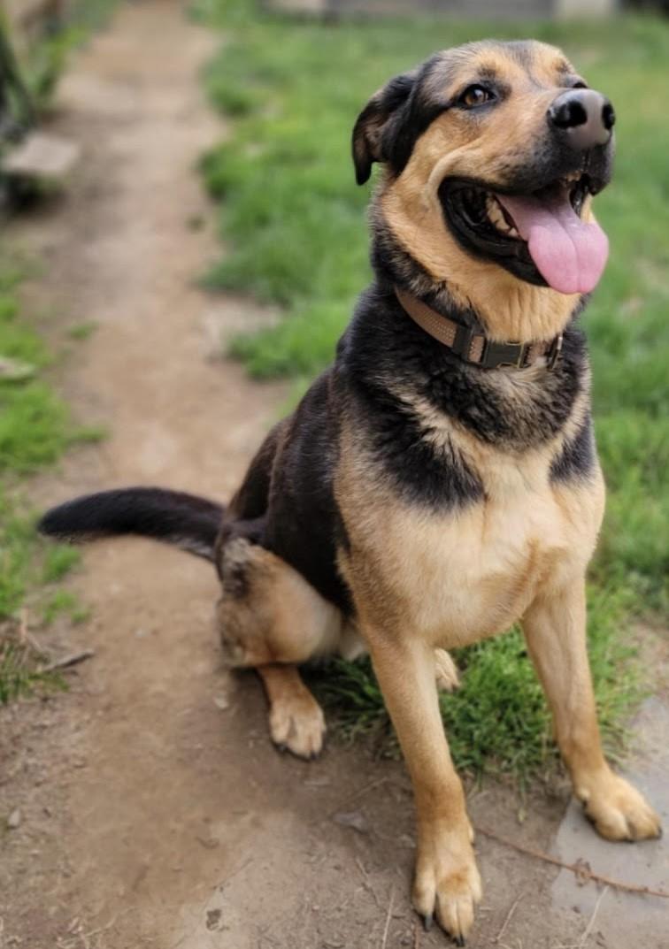 Buddy, best family boy EVER!, a ADOPTABLE mixed breed in Bonney Lake, WA image 1/6