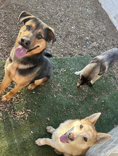 Buddy, best family boy EVER!, a ADOPTABLE mixed breed in Bonney Lake, WA image 6/6