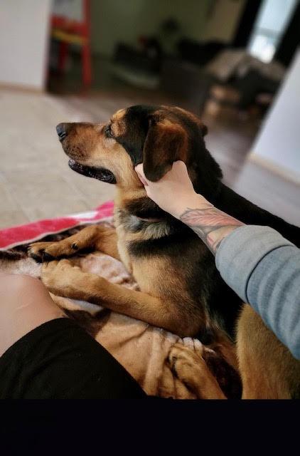 Buddy, best family boy EVER!, a ADOPTABLE mixed breed in Bonney Lake, WA image 5/6