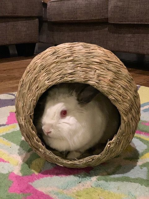 Enlarge *COURTESY LISTING* GeeBee, a Adoptable Florida White in Moscow, ID image 1/2