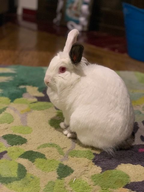 *COURTESY LISTING* GeeBee