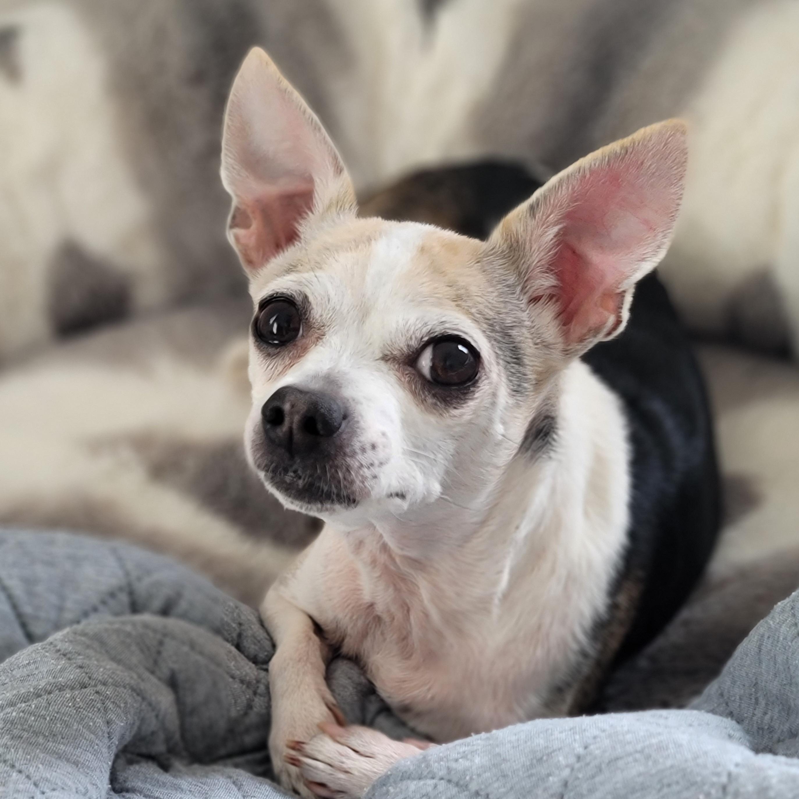 Peanut, ADOPTABLE, Senior Female Mixed Breed.