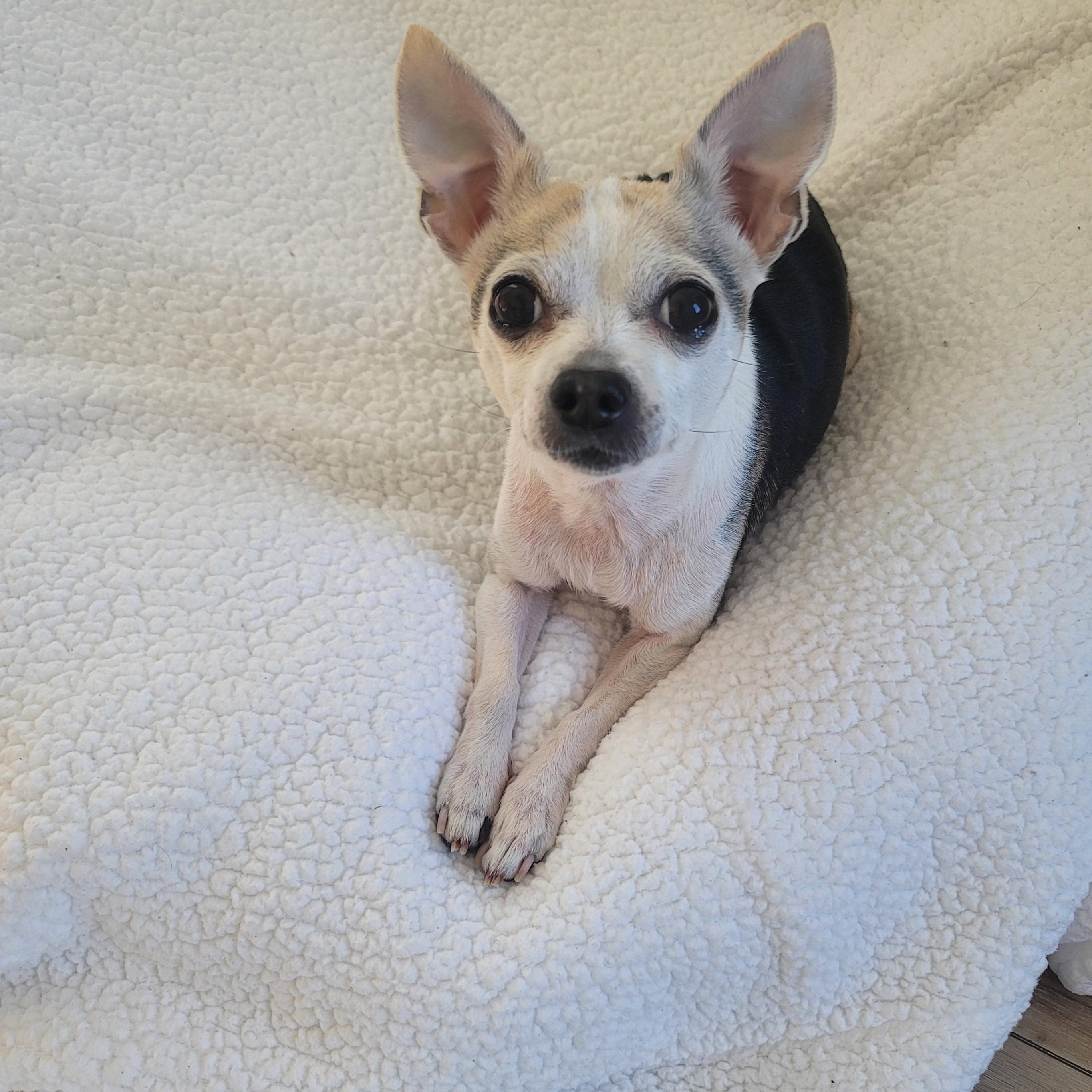 Peanut — thumbnail 2