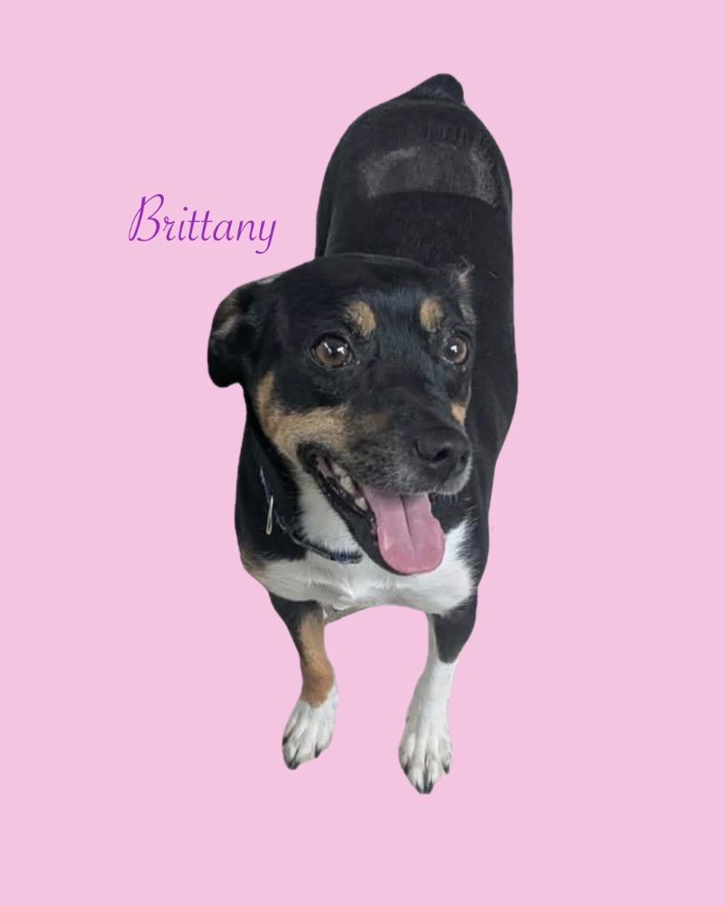 Brittany, Adoptable, Young Female Terrier & Mixed Breed.