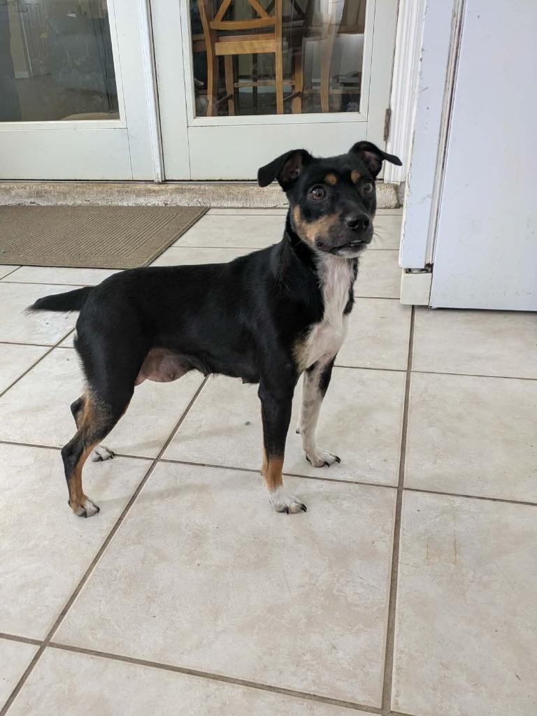 Enlarge Brittany, a Adoptable mixed breed in Orlando, FL image 1/4