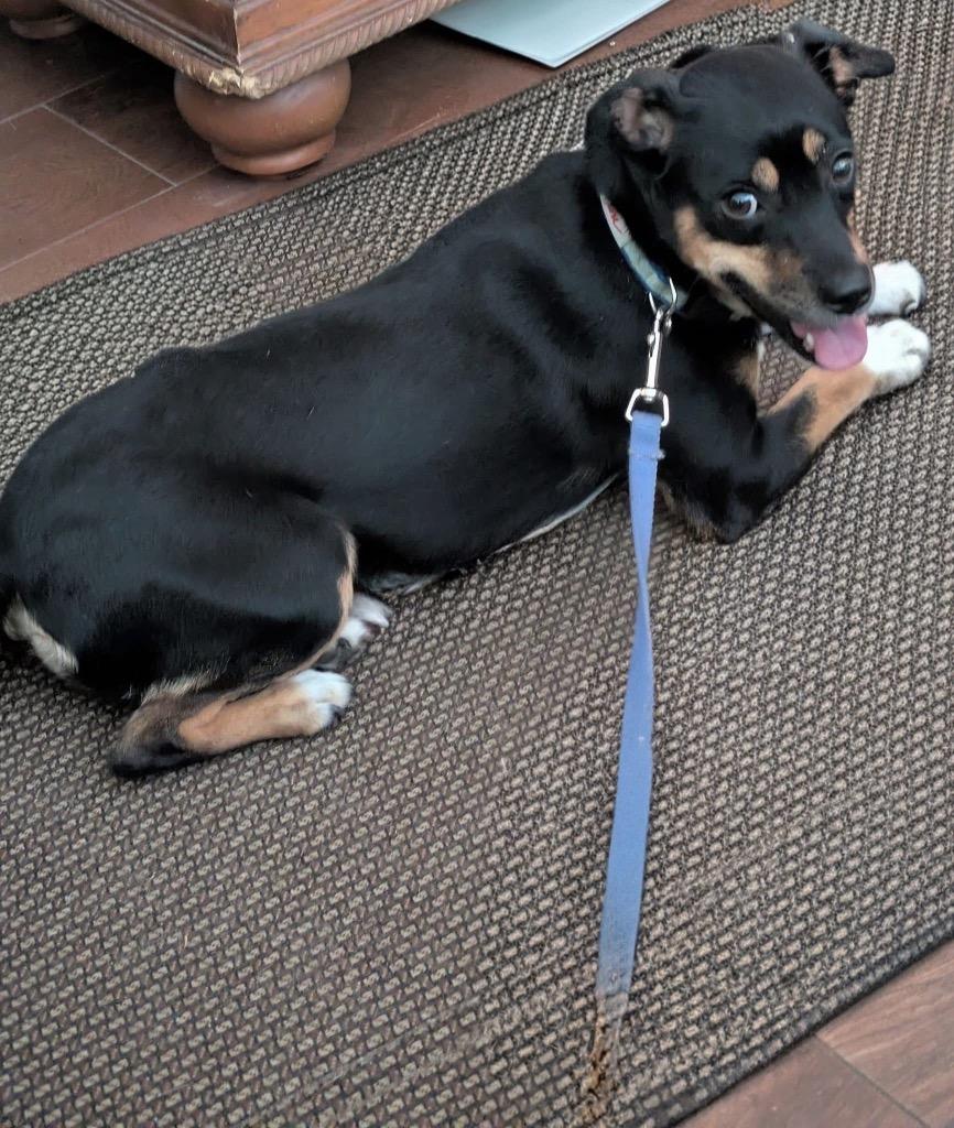 Enlarge Brittany, a Adoptable mixed breed in Orlando, FL image 2/4