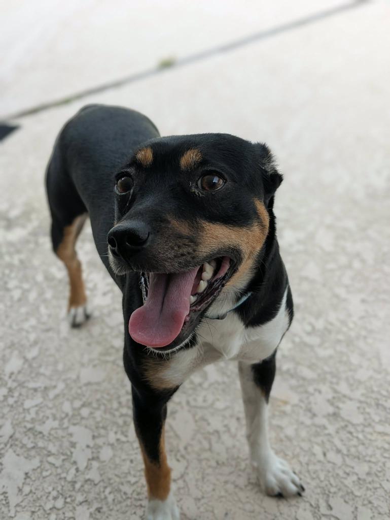 Enlarge Brittany, a Adoptable mixed breed in Orlando, FL image 3/4