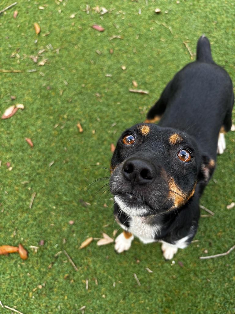 Enlarge Brittany, a Adoptable mixed breed in Orlando, FL image 4/4