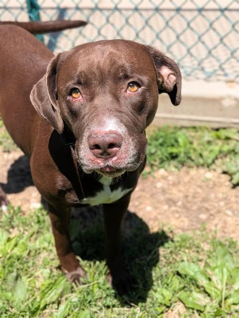 ROSIE, Adoptable, Adult Female Labrador Retriever & Pit Bull Terrier.