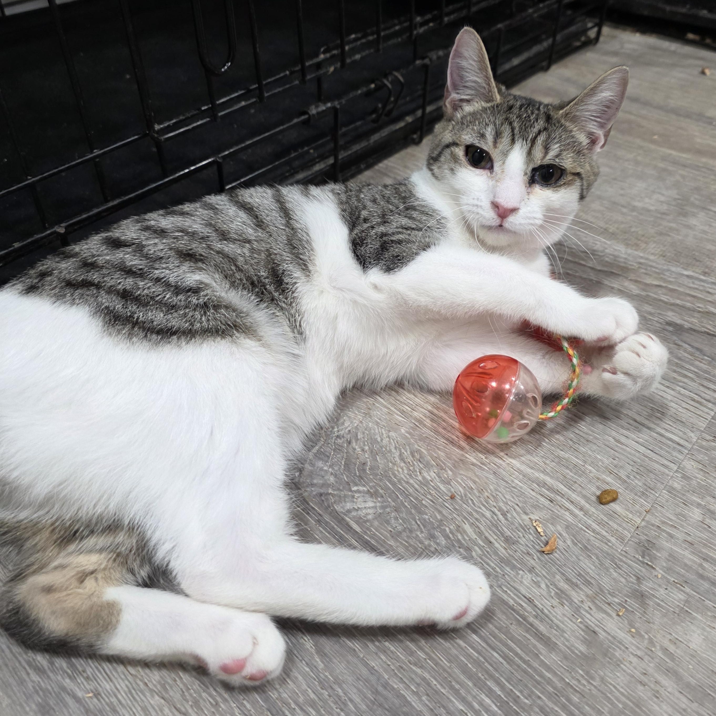 Enlarge Flora, a Adoptable mixed breed in Mastic beach, NY image 3/3