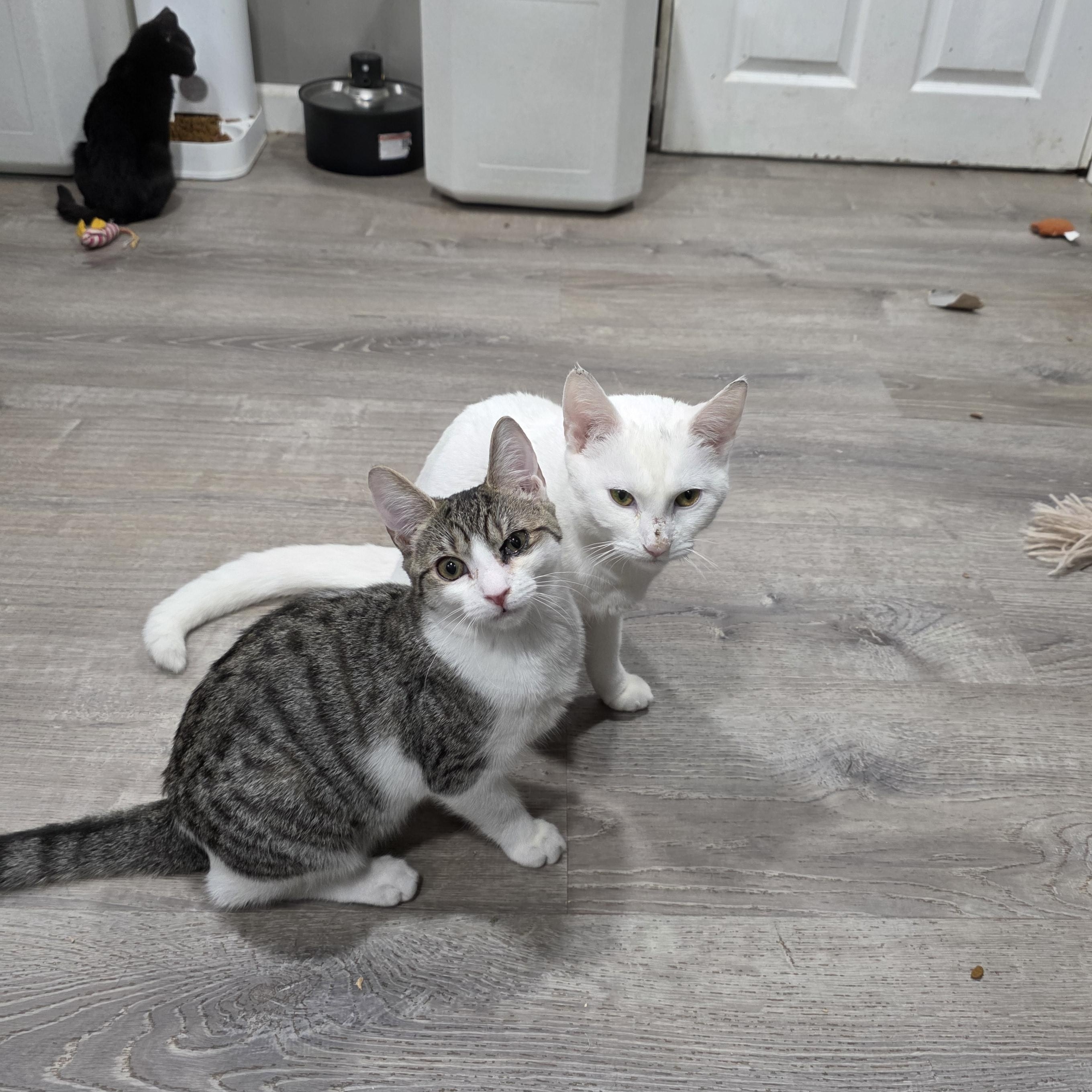 Enlarge Flora, a Adoptable mixed breed in Mastic beach, NY image 2/3