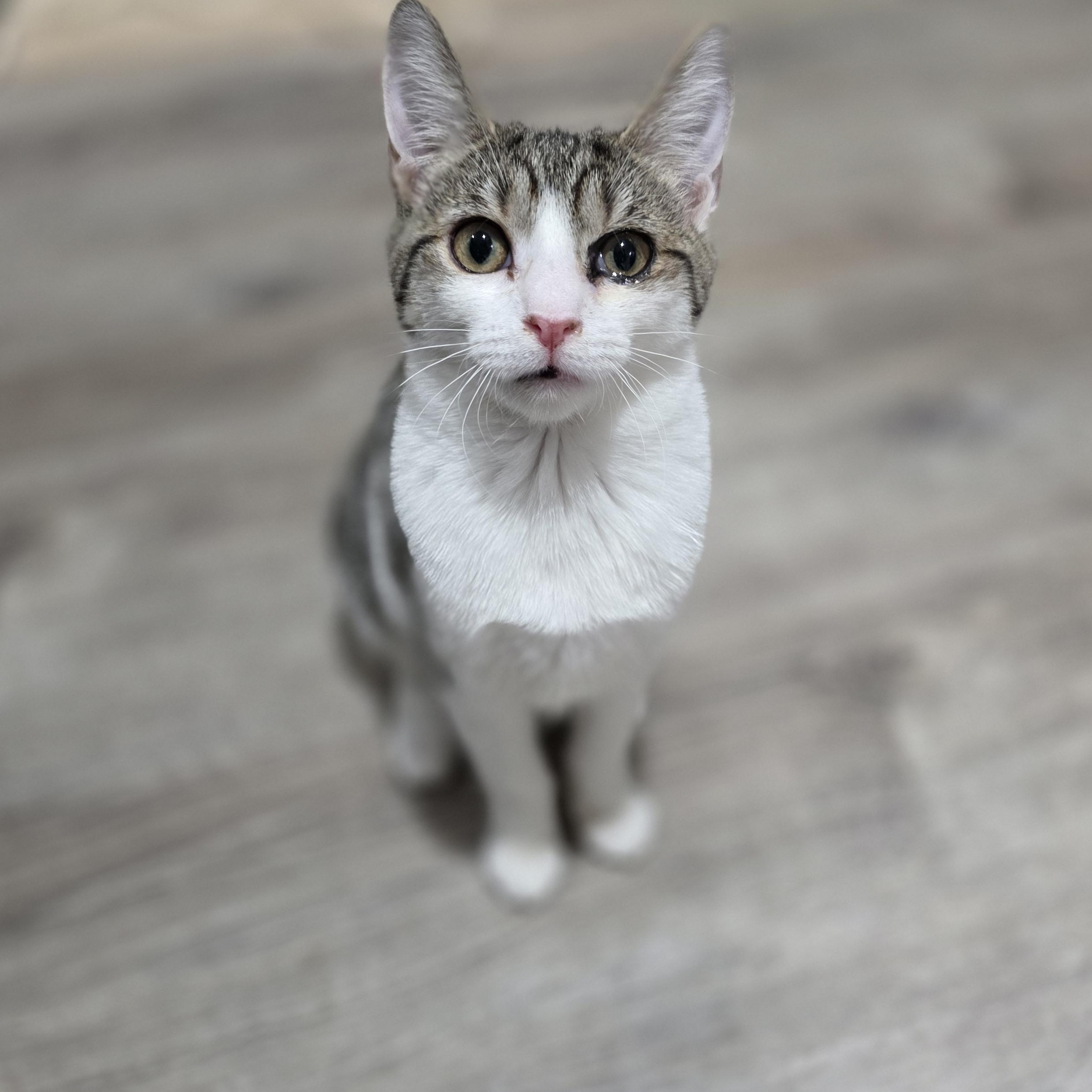 Flora, Adoptable, Kitten Female Domestic Short Hair & Tabby.