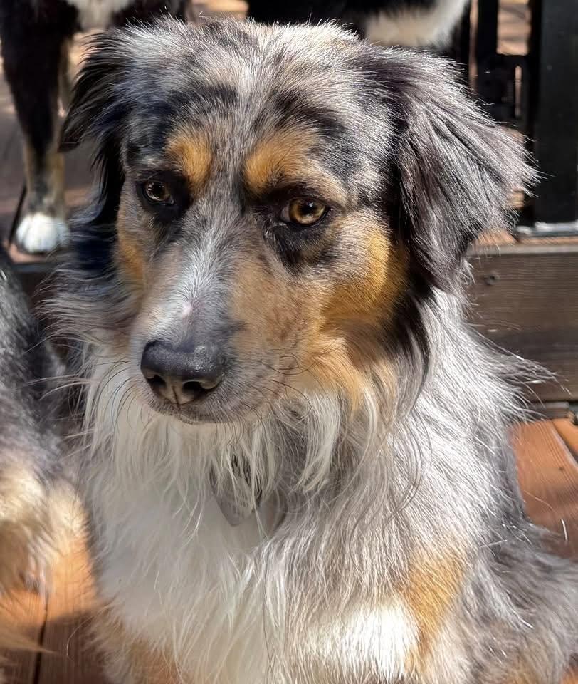 Enlarge ARPH #14693 - Sterling, a Adoptable Australian Shepherd in North Richland Hills, TX image 5/6