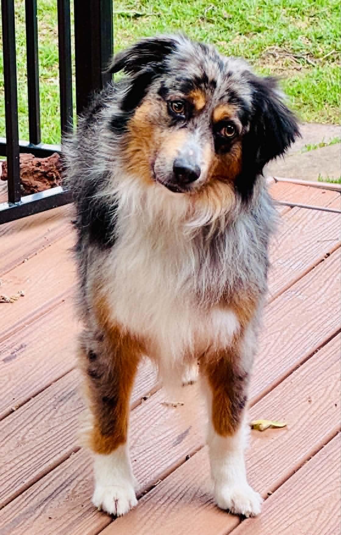 Enlarge ARPH #14693 - Sterling, a Adoptable Australian Shepherd in North Richland Hills, TX image 3/6