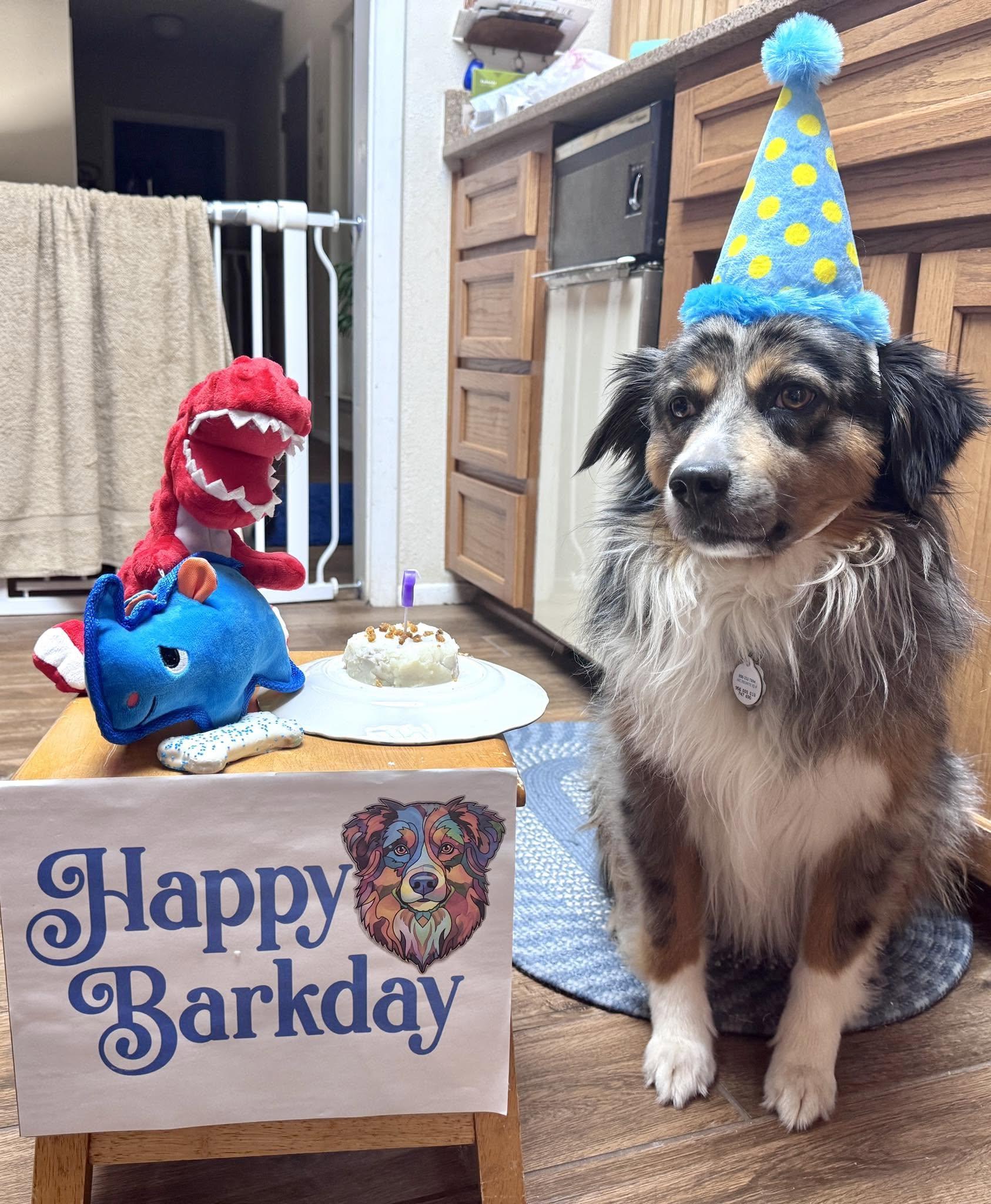ARPH #14693 - Sterling, Adoptable, Adult Male Australian Shepherd.