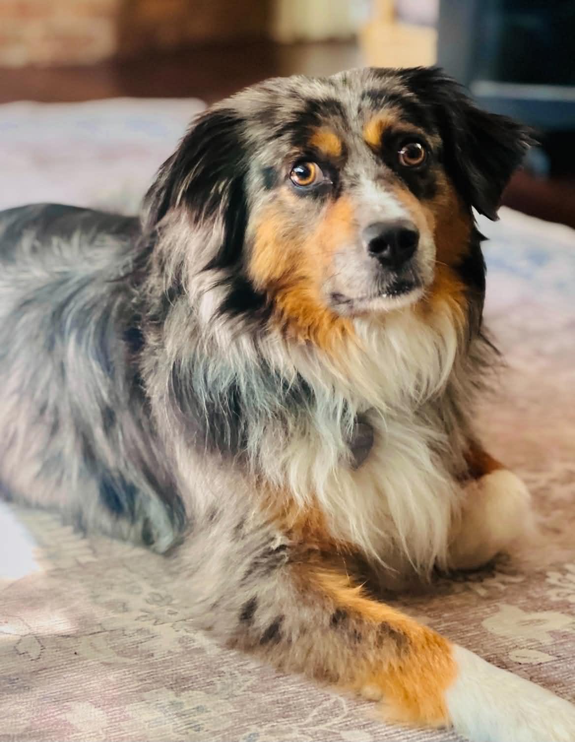 Enlarge ARPH #14693 - Sterling, a Adoptable Australian Shepherd in North Richland Hills, TX image 2/6