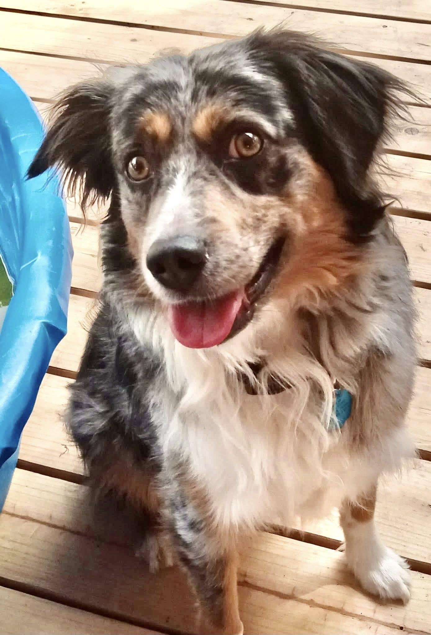 ARPH #14693 - Sterling, Adoptable, Adult Male Australian Shepherd.