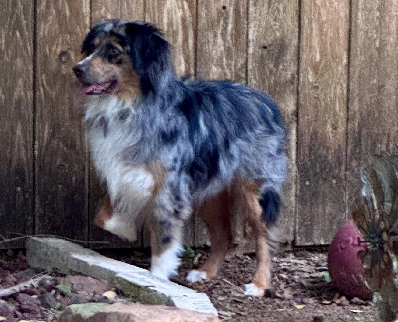 Enlarge ARPH #14693 - Sterling, a Adoptable Australian Shepherd in North Richland Hills, TX image 2/4