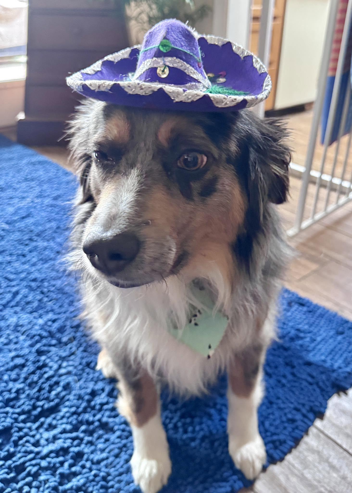 Enlarge ARPH #14693 - Sterling, a Adoptable Australian Shepherd in North Richland Hills, TX image 6/6