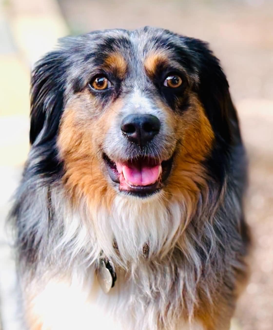 Enlarge ARPH #14693 - Sterling, a Adoptable Australian Shepherd in North Richland Hills, TX image 4/6