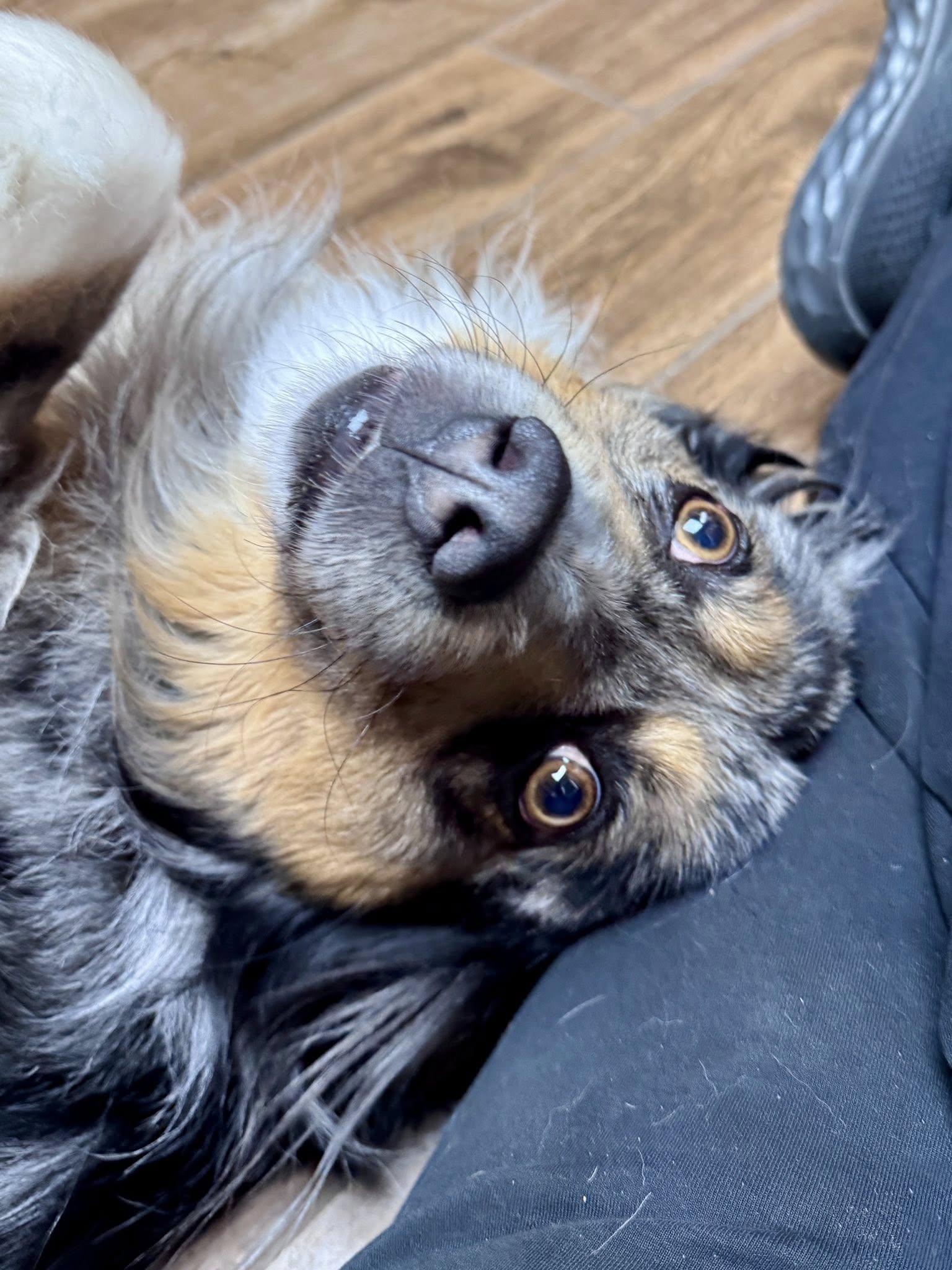 Enlarge ARPH #14693 - Sterling, a Adoptable Australian Shepherd in North Richland Hills, TX image 4/4