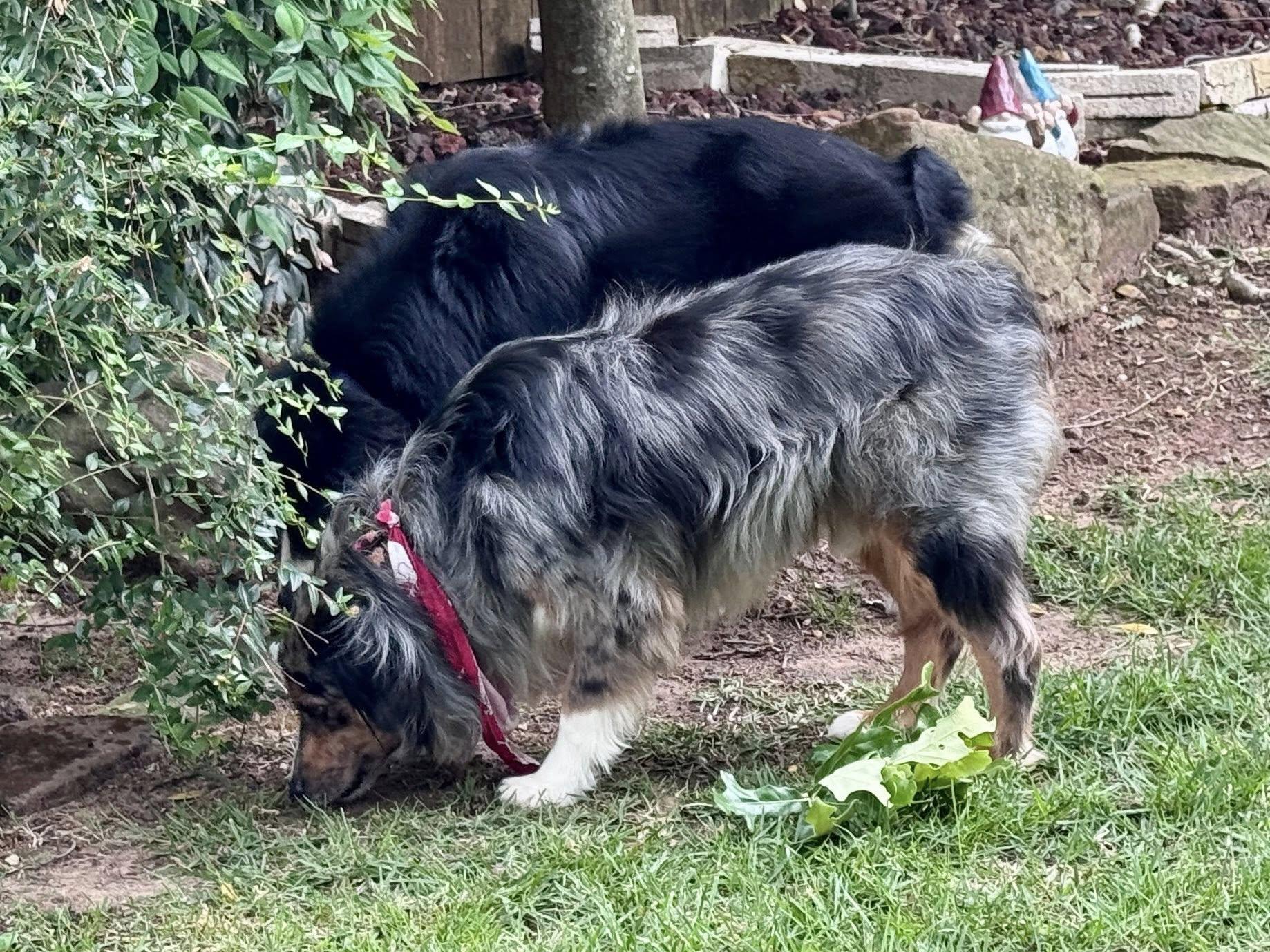 Enlarge ARPH #14693 - Sterling, a Adoptable Australian Shepherd in North Richland Hills, TX image 3/4