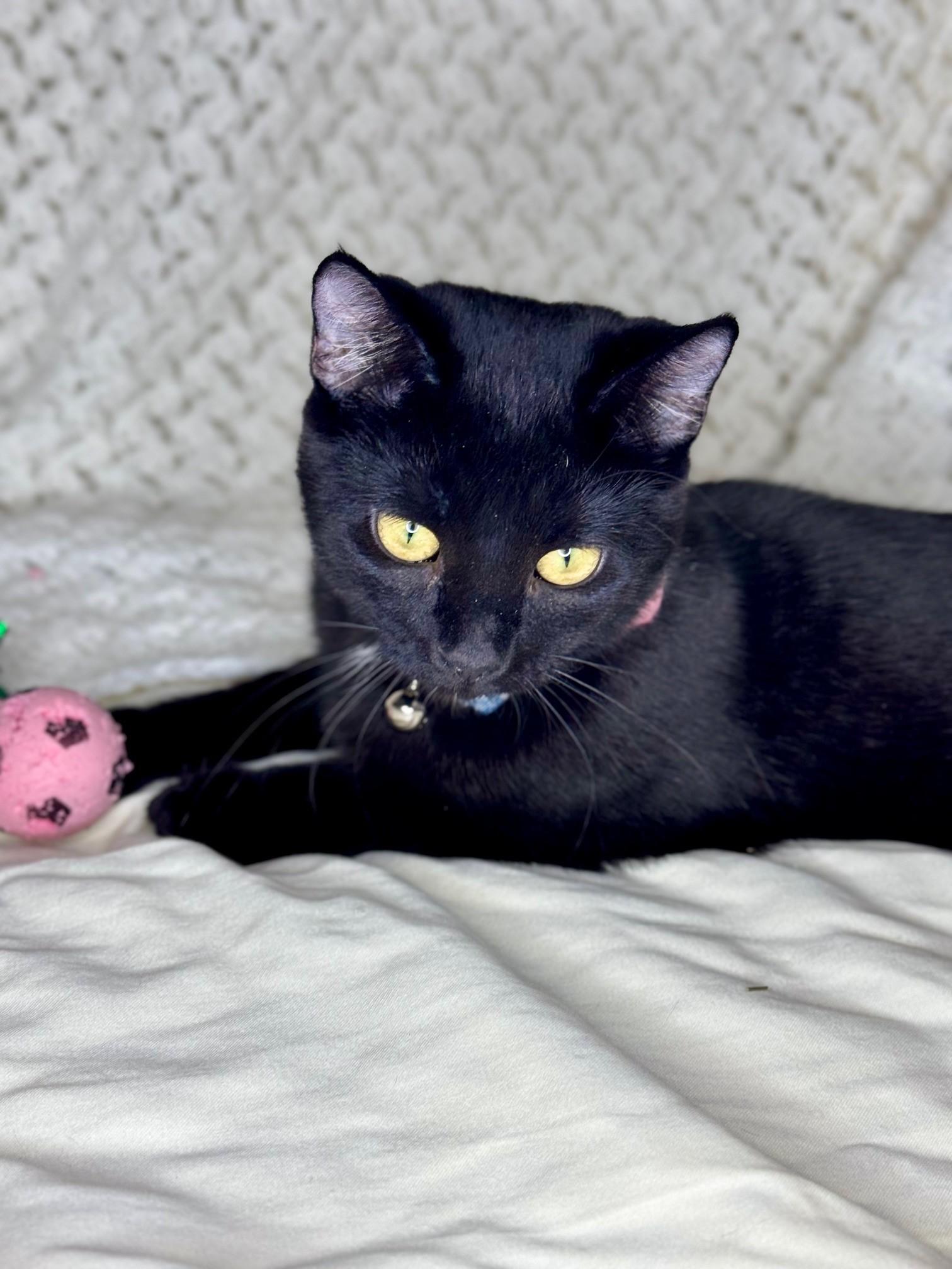 Lyonne & Marsay **KITTENS**, a ADOPTABLE Domestic Short Hair in Waverly, IA image 4/6