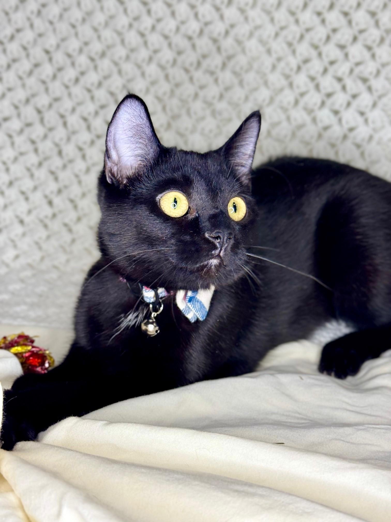 Lyonne & Marsay **KITTENS**, a ADOPTABLE Domestic Short Hair in Waverly, IA image 2/6