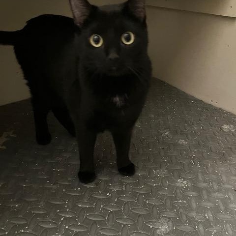 Enlarge Lyonne & Marsay **KITTENS**, a ADOPTABLE Domestic Short Hair in Waverly, IA image 5/6